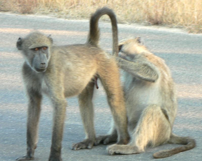 JAR 328_pav.JPG - Očividně si to užívají oba dva.